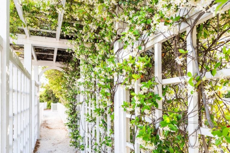 Arch trellis