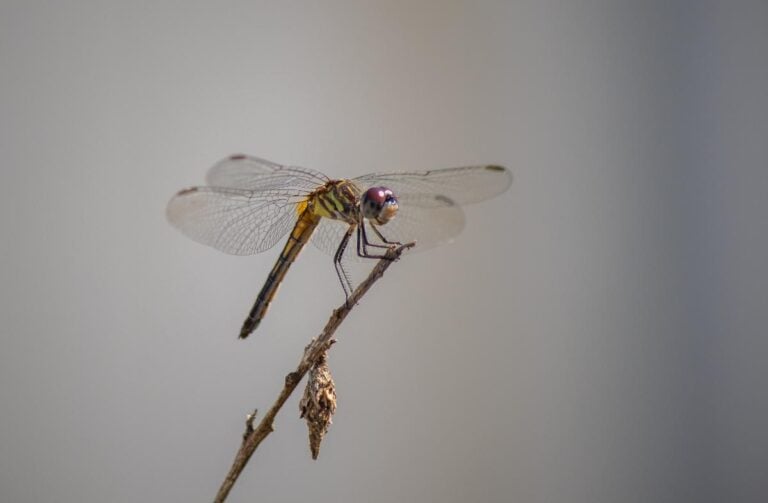 Dragonfly