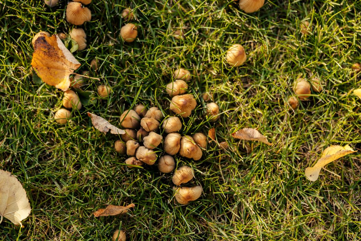 Mushrooms growing in lawn