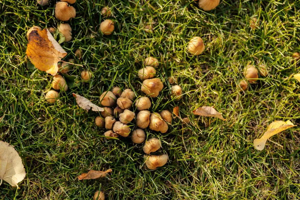 Mushrooms growing in lawn