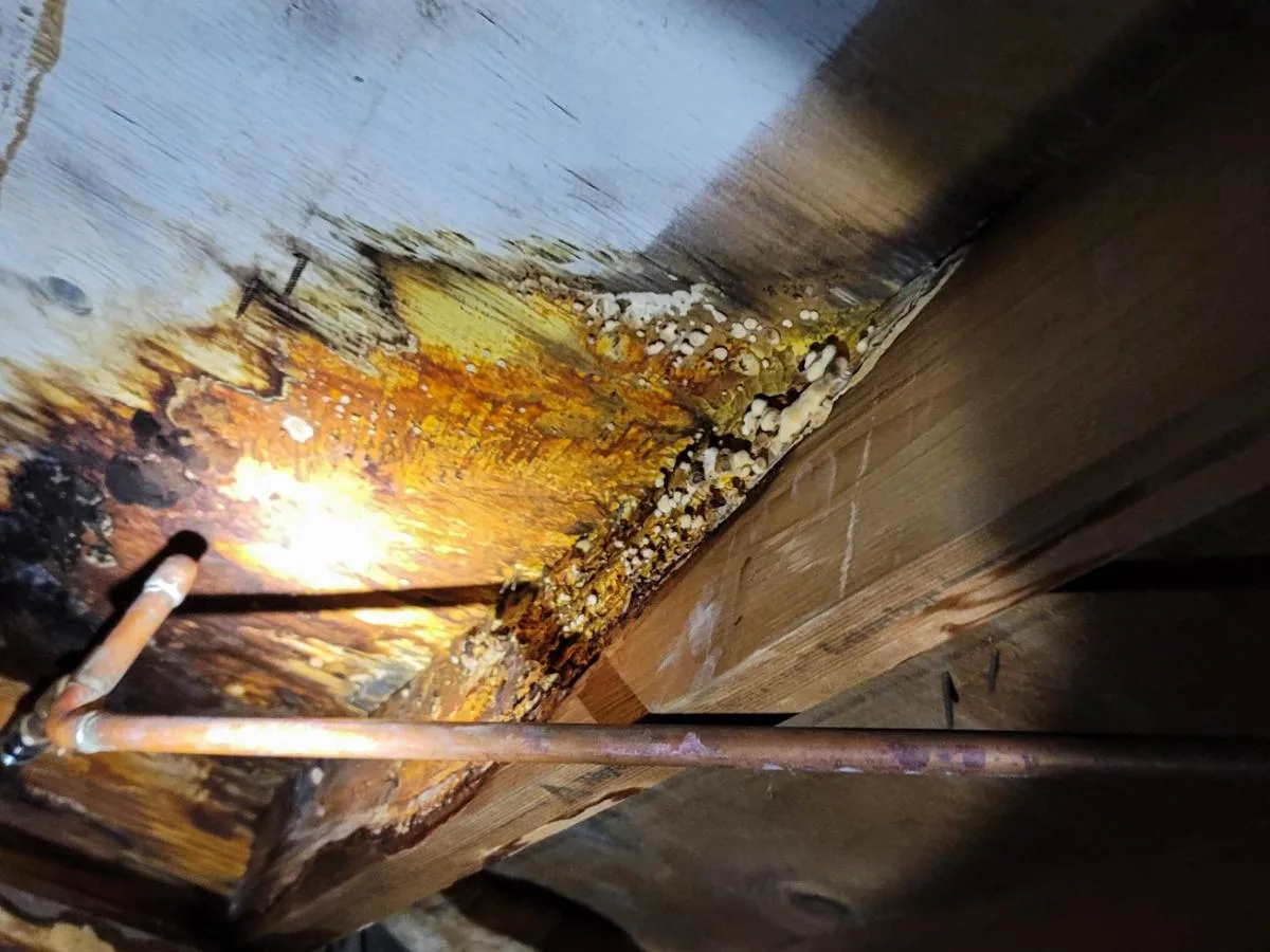 Mold in crawl space